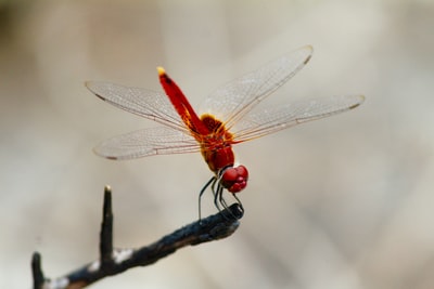 红蜻蜓在树枝上授粉